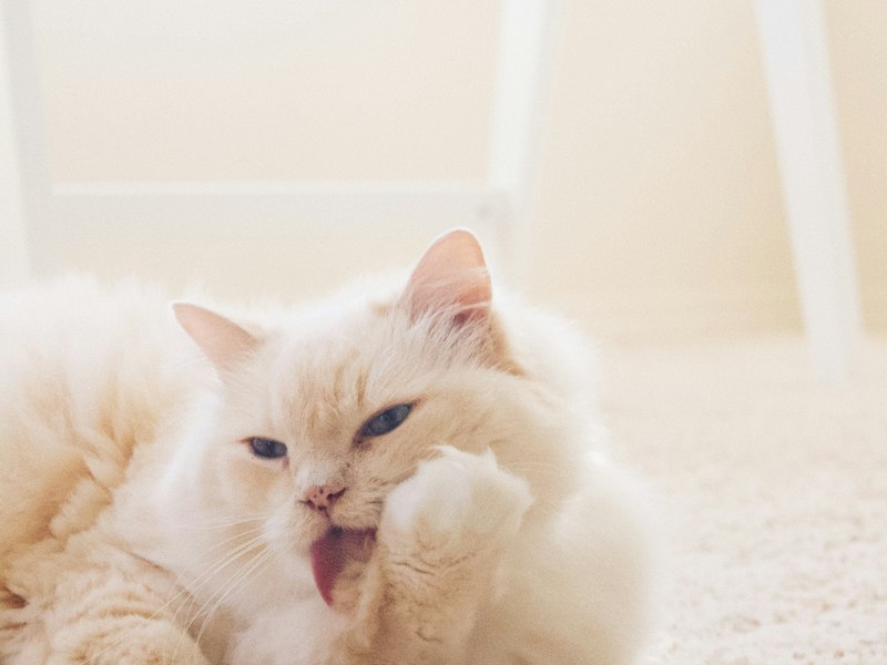Gato relaxado em ambiente acolhedor