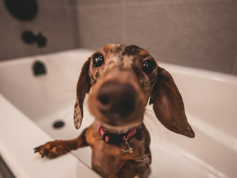 Cão durante o banho