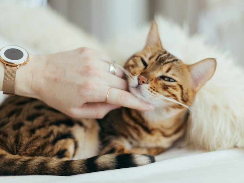 Mão fazendo carinho em gato