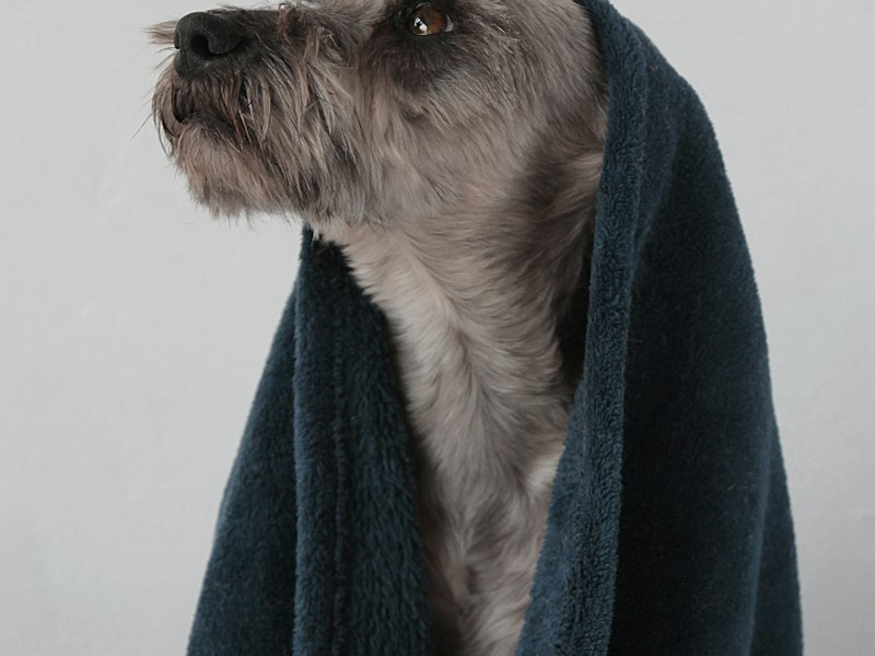 Cão enrolado em toalha