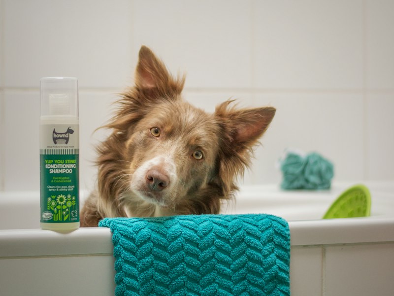 Cão tomando banho