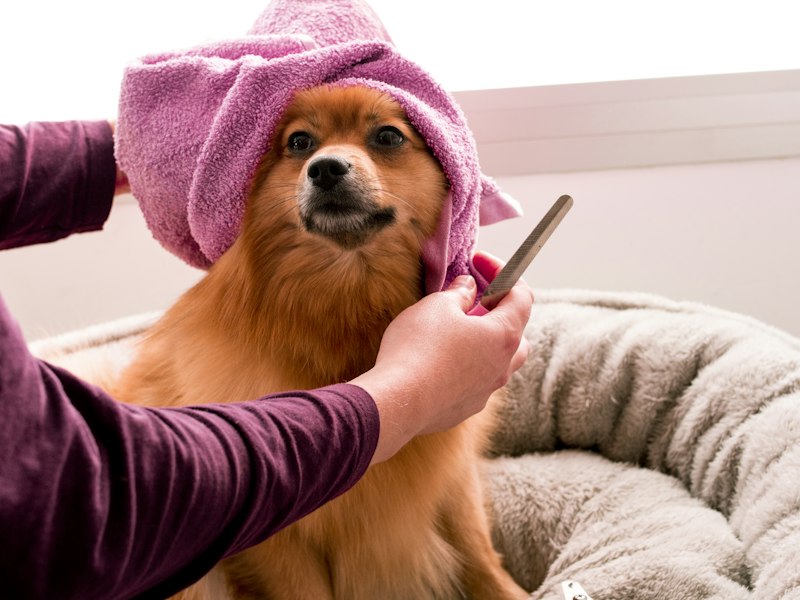 Cão enrolado em toalha após spa